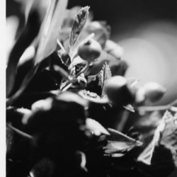 Black & white flowers
